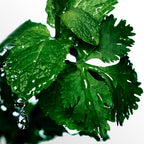 Davidoff Cool Water-6