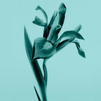 Tiffany & Co. Sheer-7