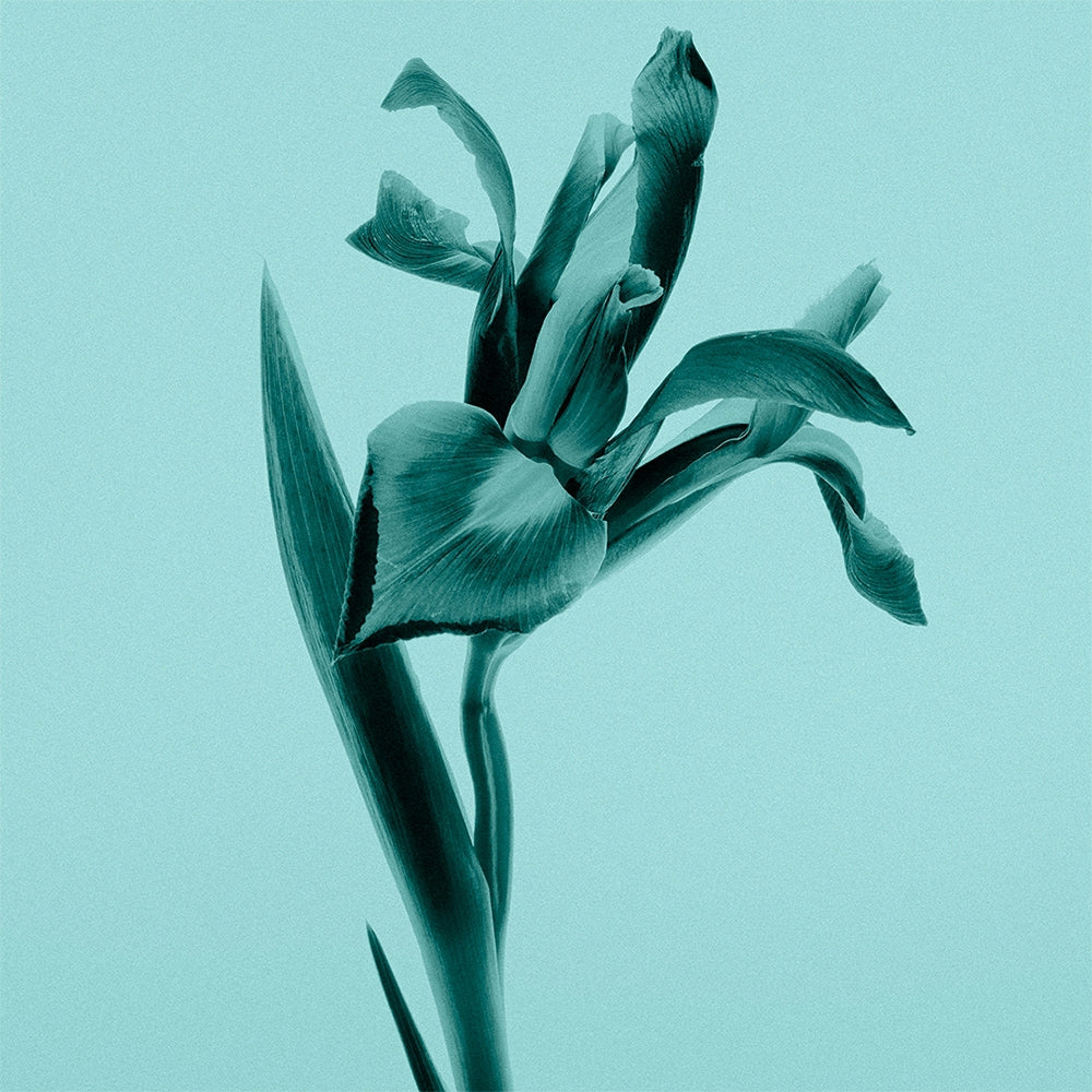 Tiffany & Co. Sheer-7